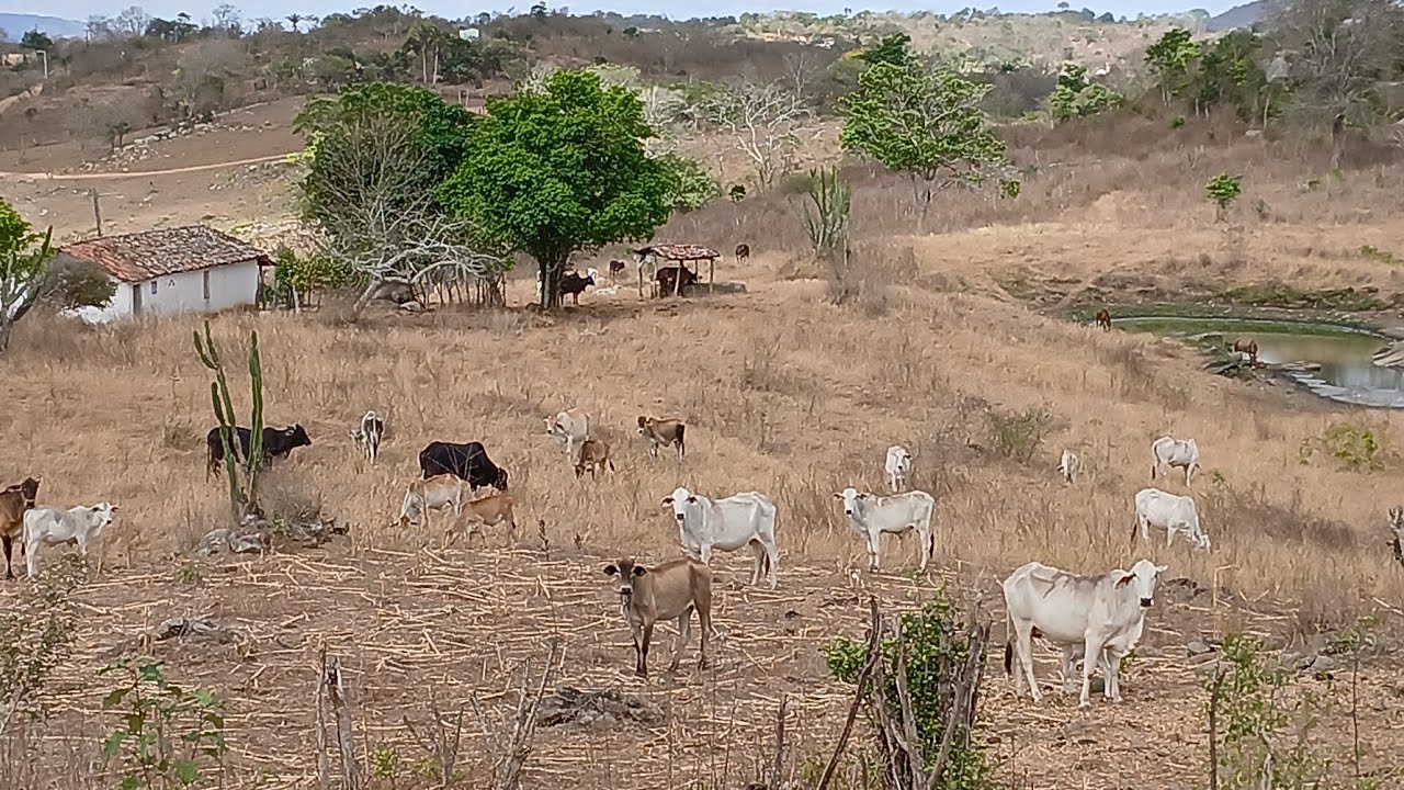 passando por uma antiga casinha no interior da caatinga nordestina #sitio