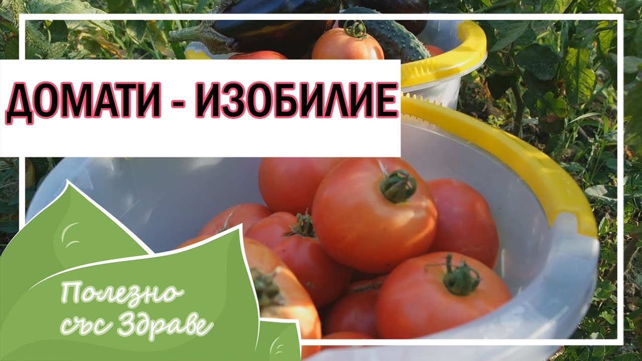 Как увеличить урожай томатов: Правильная посадка и правильные соседи