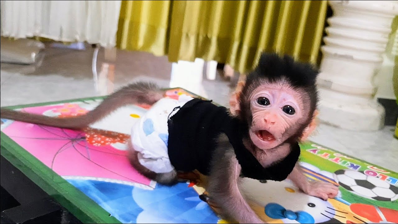 OMG, very bad day. Baby monkey libby cann't use a spoon. And use a bottle N choking again