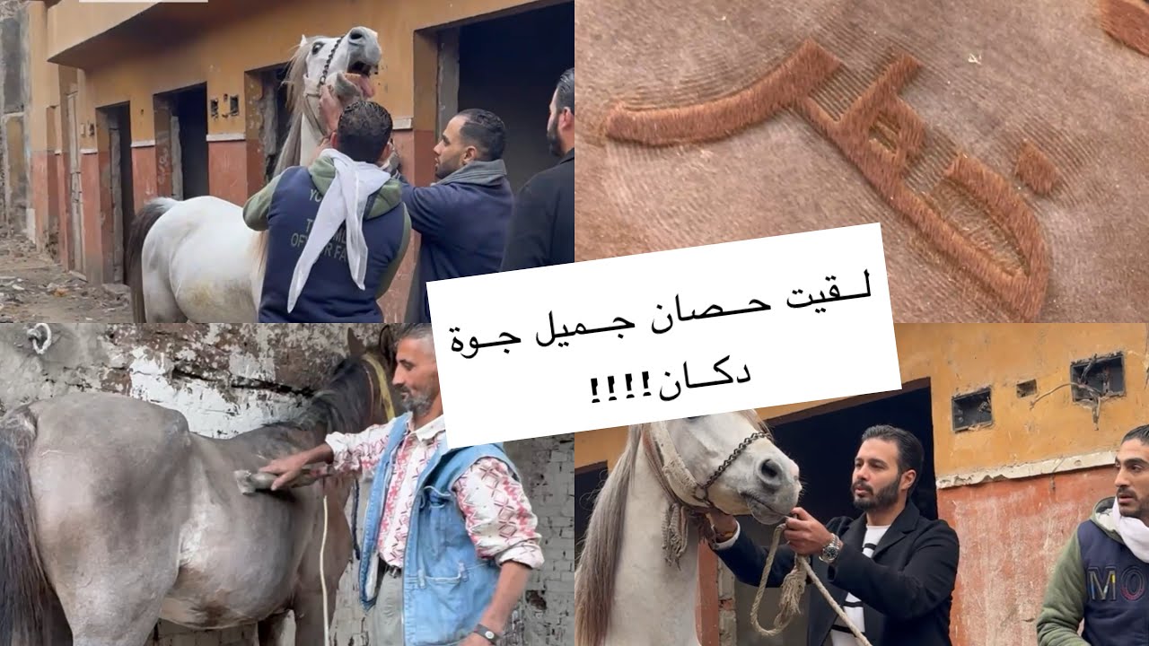 نزلت دكاكين دار السلام ولقيت حصان رائع الجمال