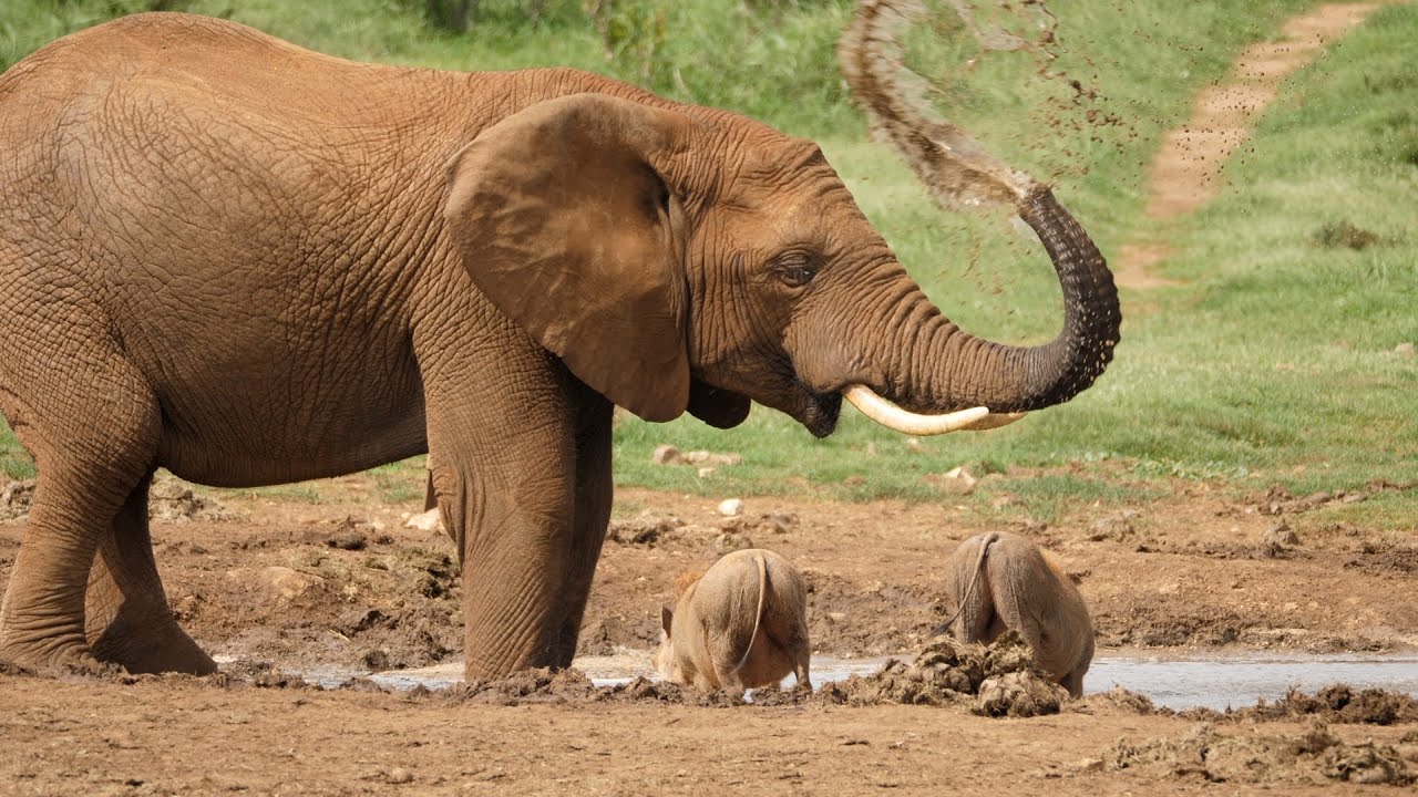 12 Cinematic Dramatic Slow Motion African Elephant  Stock Footage Shots | Premium Video Footage | 4K