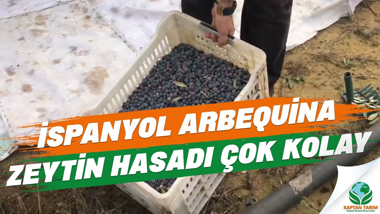 İspanyol Arbequina Zeytin Hasadı Çok Kolay