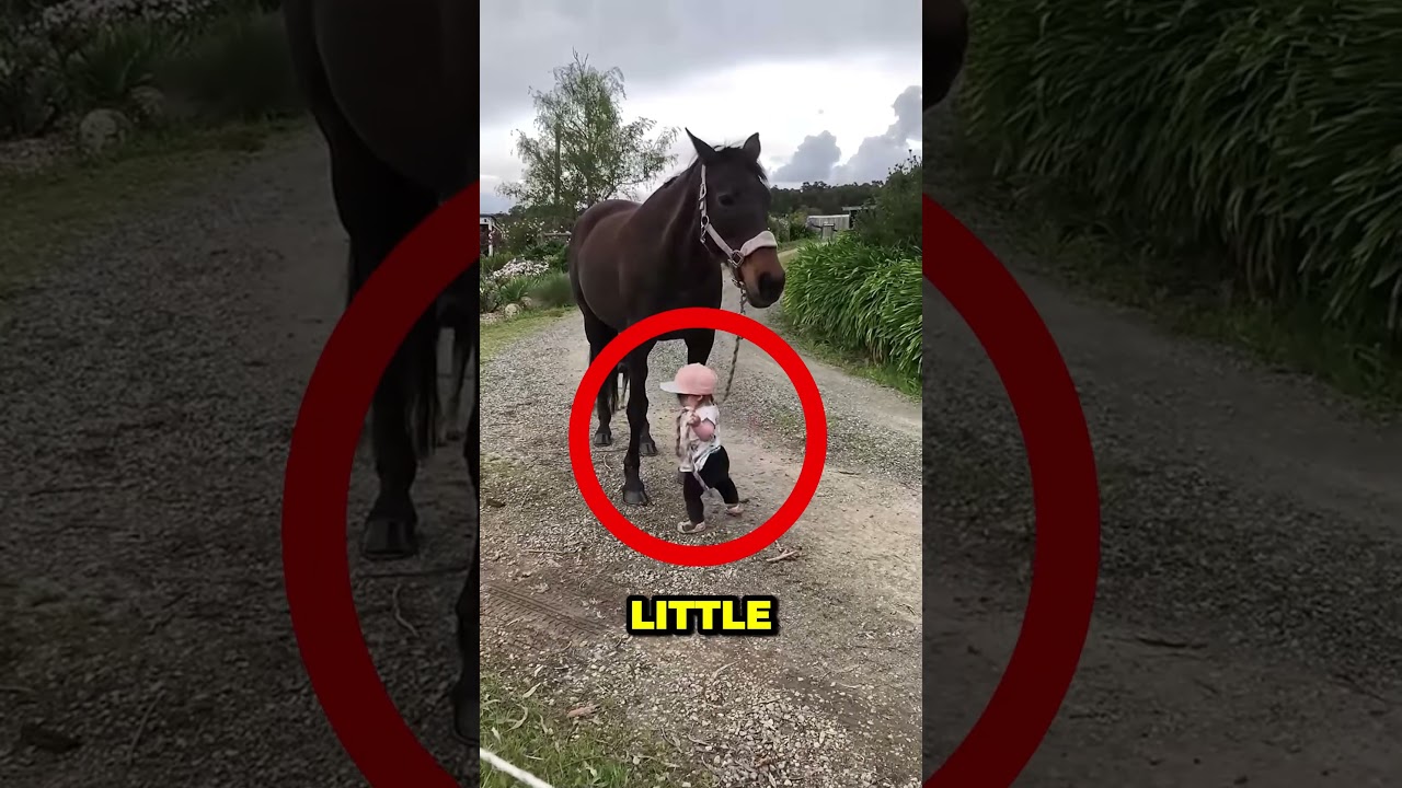 This horse loves the little girl very much #animals #shorts