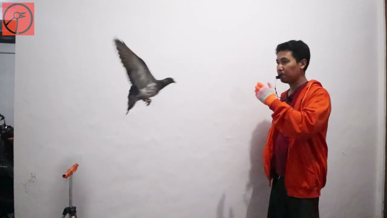 BURUNGMU JANGAN SAMPAI LEMAS - MELATIH MERPATI FREE FLY FTM "PISANG" 28 NOV 2023