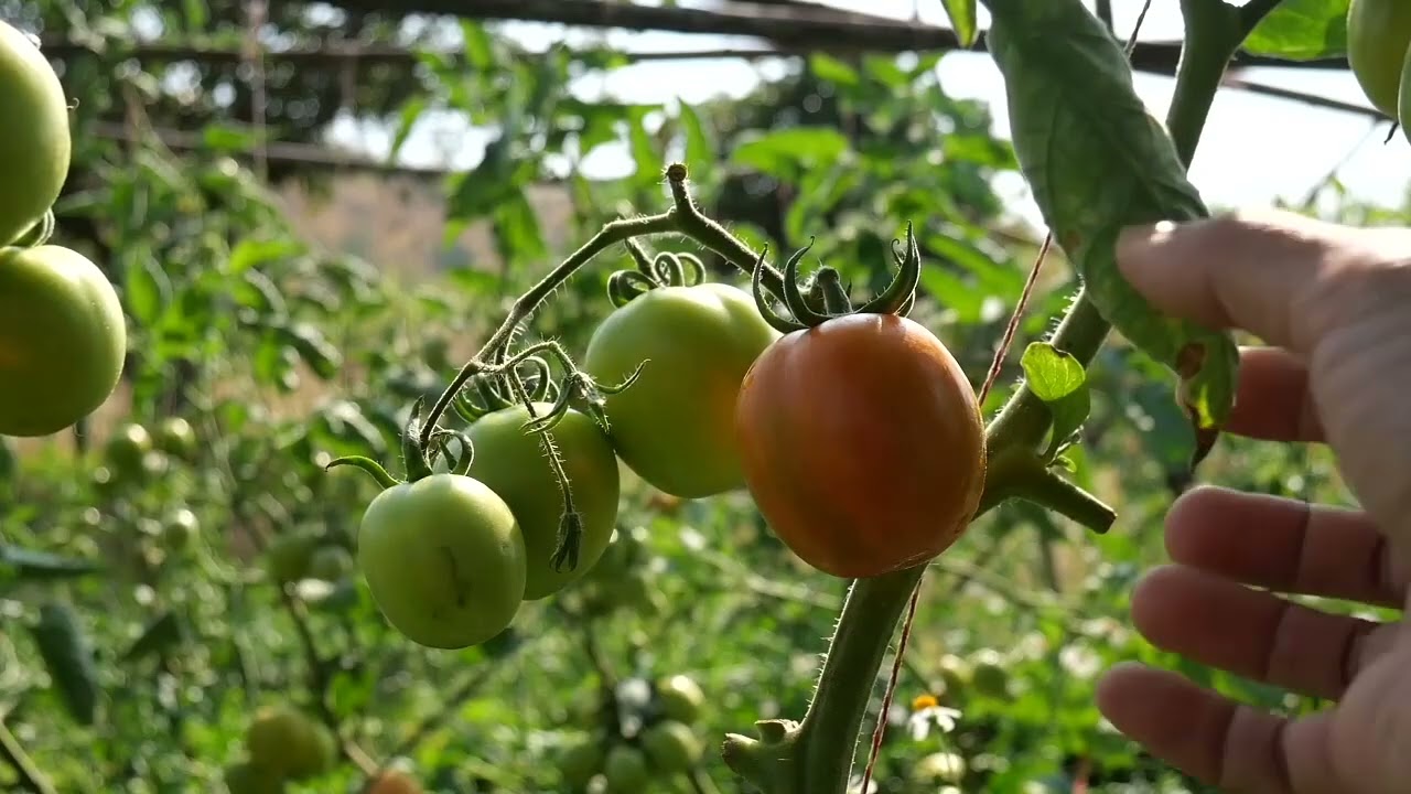 สวนหน้าหนาวผักปลอกสารเคมี