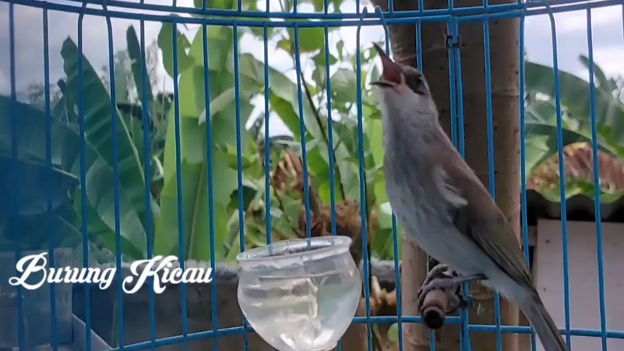 Suara Kecial Kombo Isian Mewah Bikin Emosi Burung Yang Dengar - Cucak Kombok Lombok Super Gacor