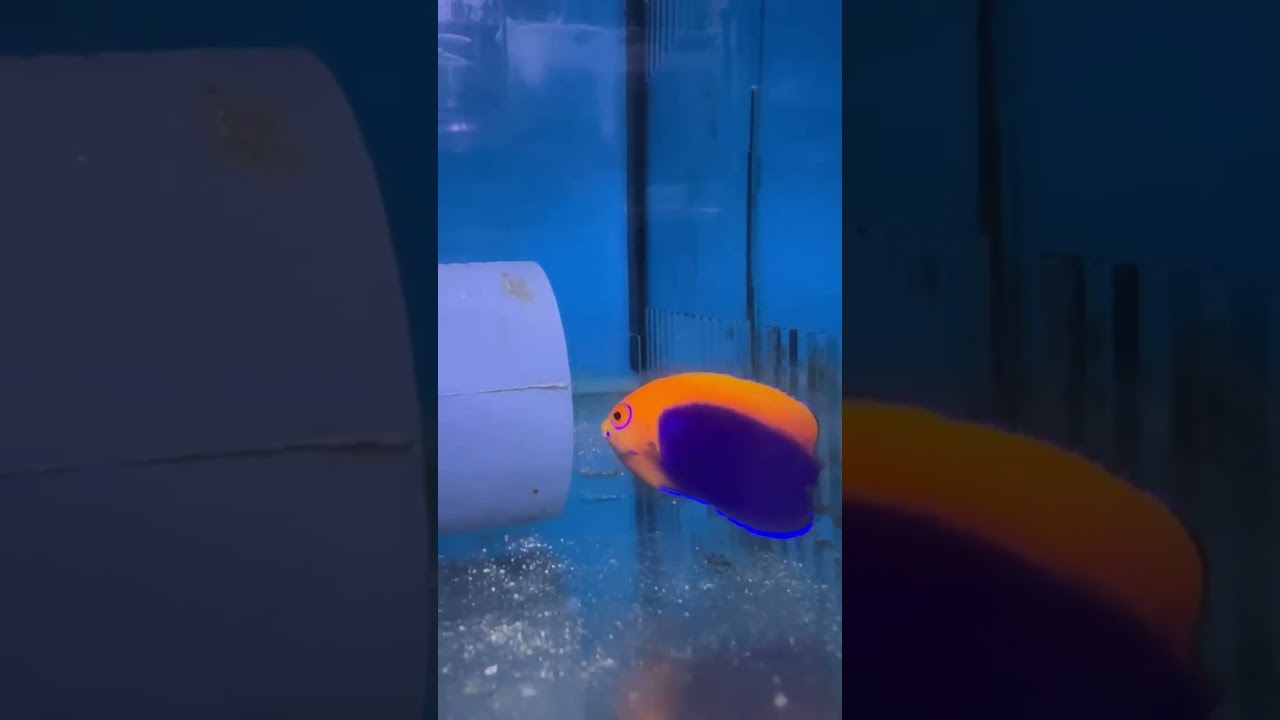 🐠 African Pygmy Angelfish (Orangeback Angelfish) | Stunning Dwarf Angelfish for Reef Aquariums