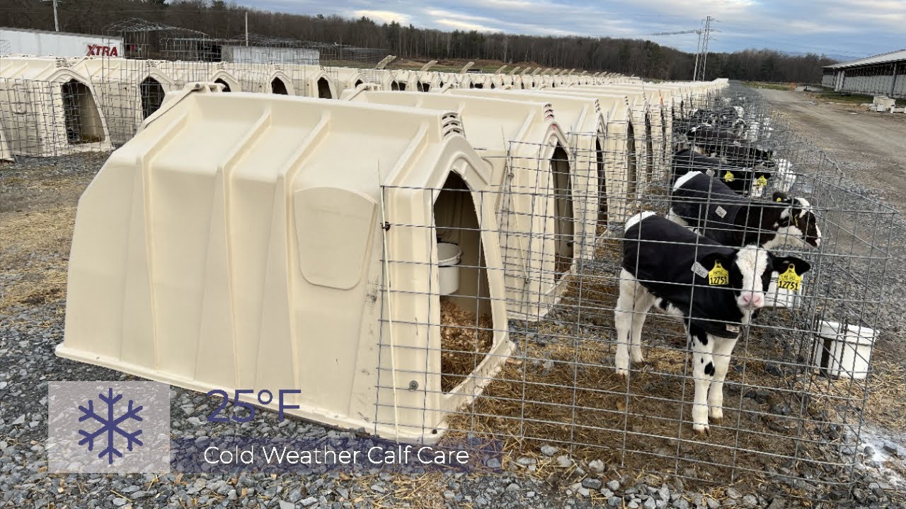 Cold Weather Calf Care