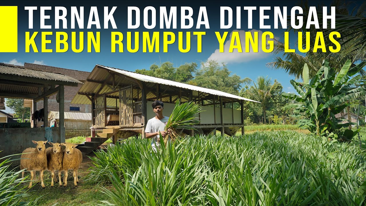Peternak Muda 22 Tahun Sukses Ternak Domba dan Punya Kebun Rumput yang Luas