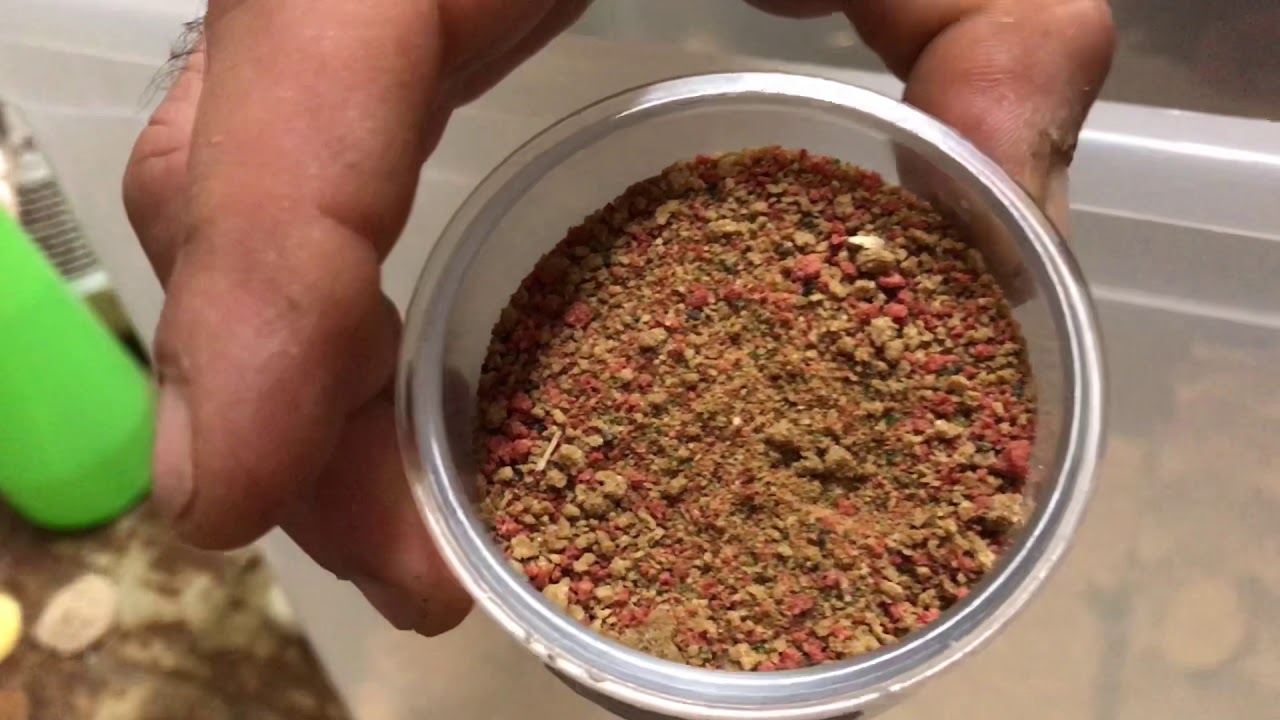 Aggiornamento allevamento grilli acheta