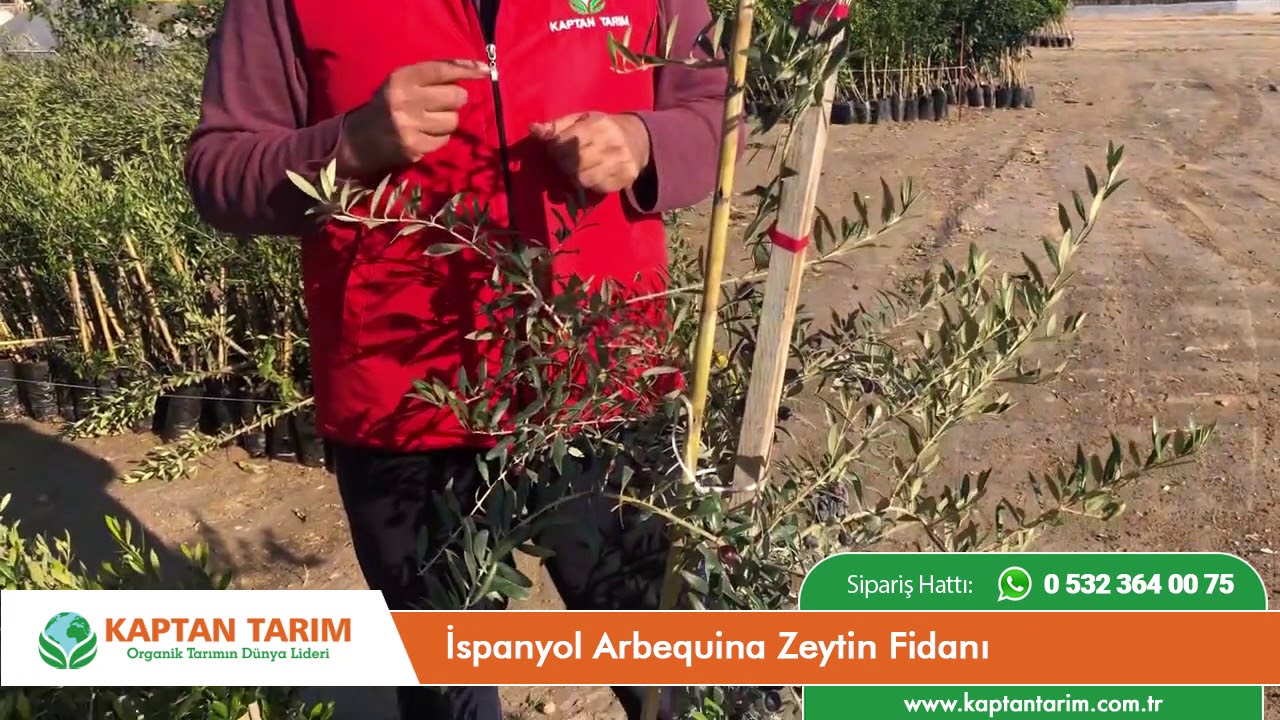 İspanyol Arbequina Zeytin Fidanı
