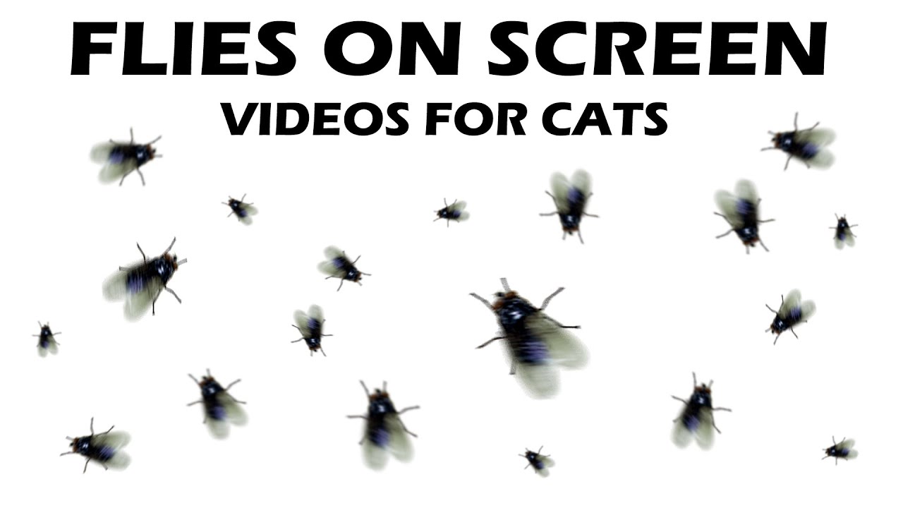 CAT GAMES - Catching Flies! (10 Hours)