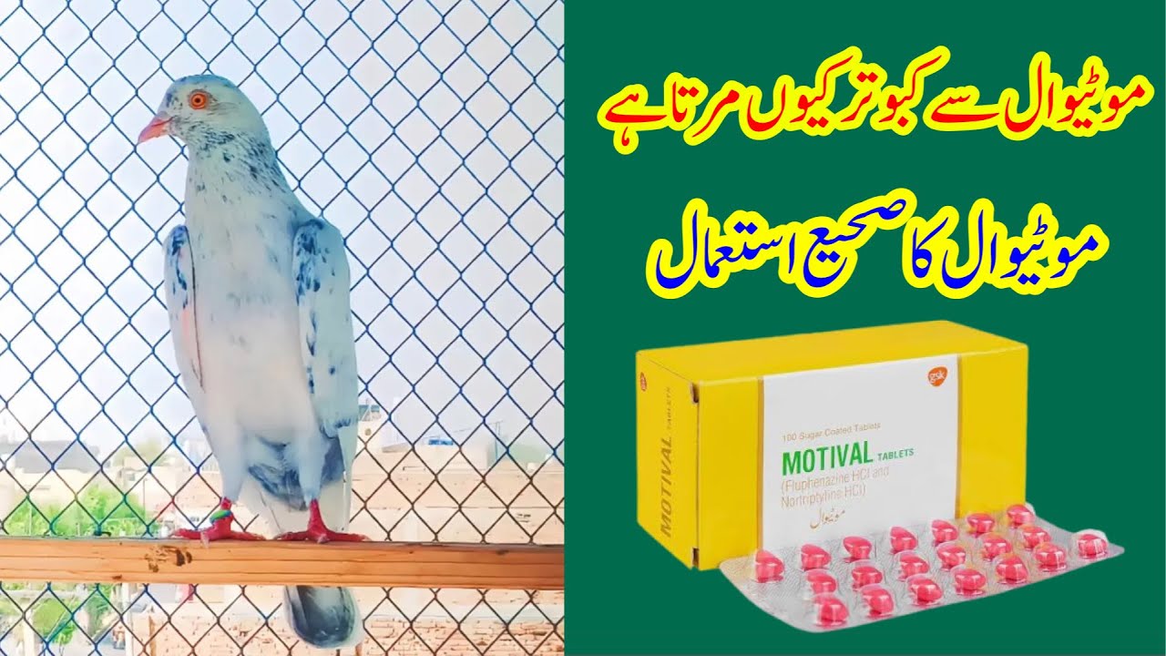 Motival Ka Kabootar Bazi Mein Sahi Istimal || Afzaal Pigeons