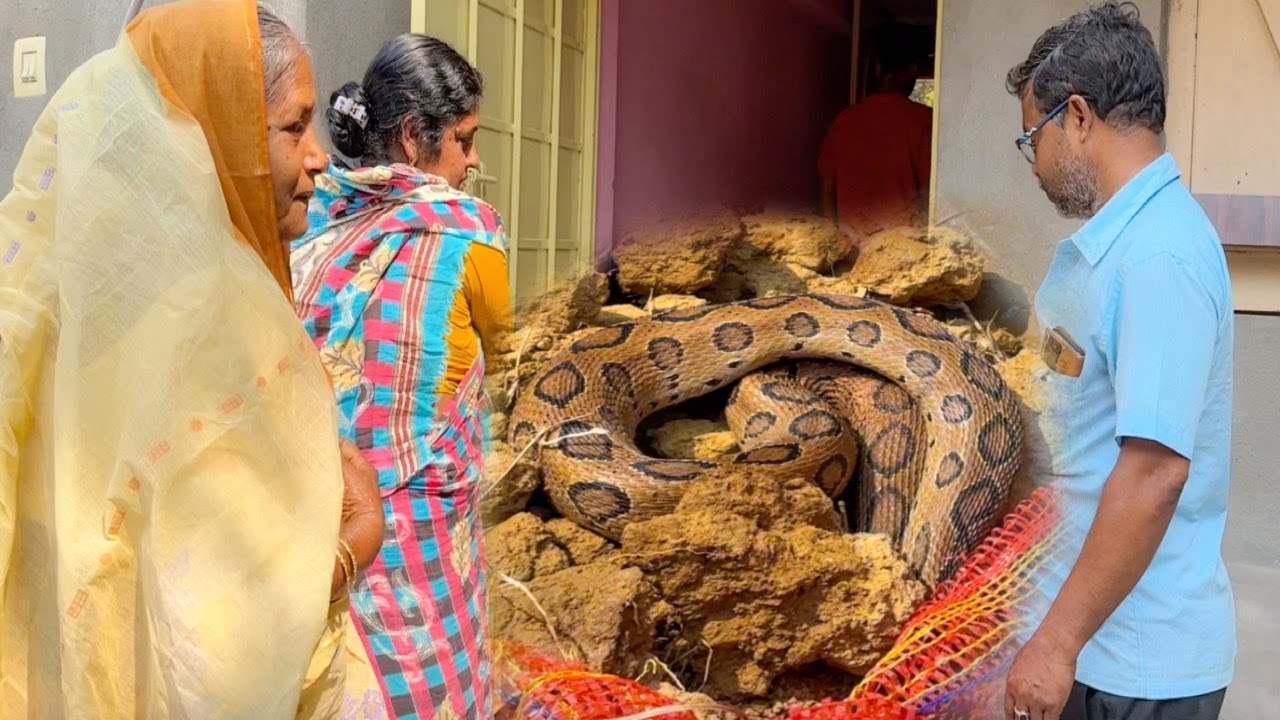 ঠাকুমা আজ অনেকদিন পরে জামাই বাড়ি গেল | ভয়ঙ্কর এক সাপ বাড়িতে দেখা গেল |