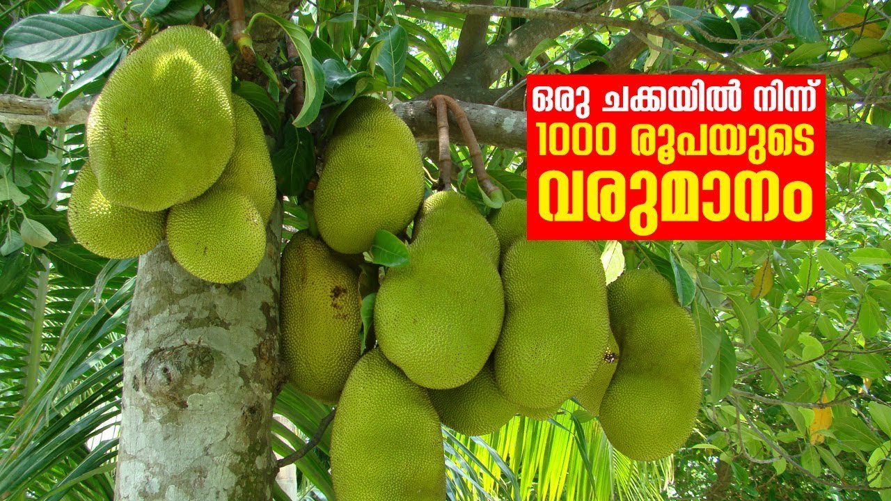 JACKFRUIT PROCESSING AND VALUE ADDITION