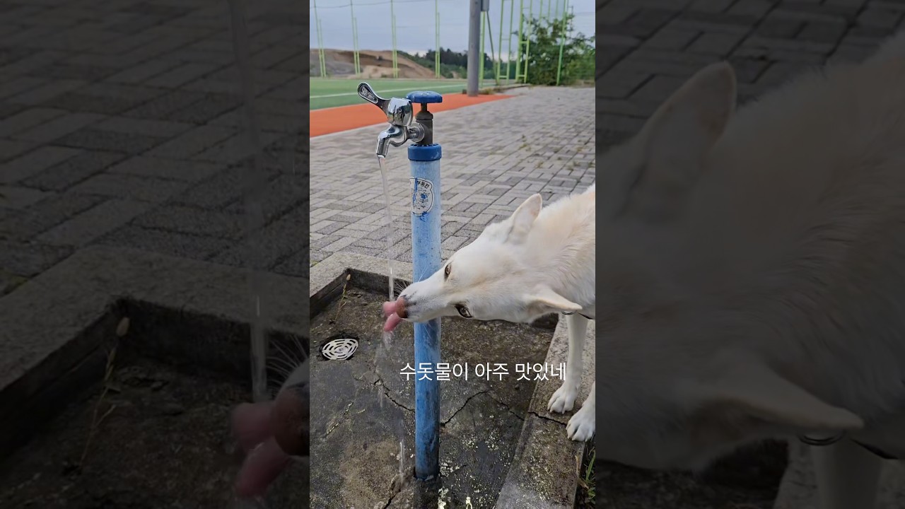 아마 넌 테토녀 #진돗개 #강아지 #강아지브이로그 #강아지쇼츠 #진돗개키우기 #반려견 #dogshorts #doglife #doglove #dogs #dogvideos