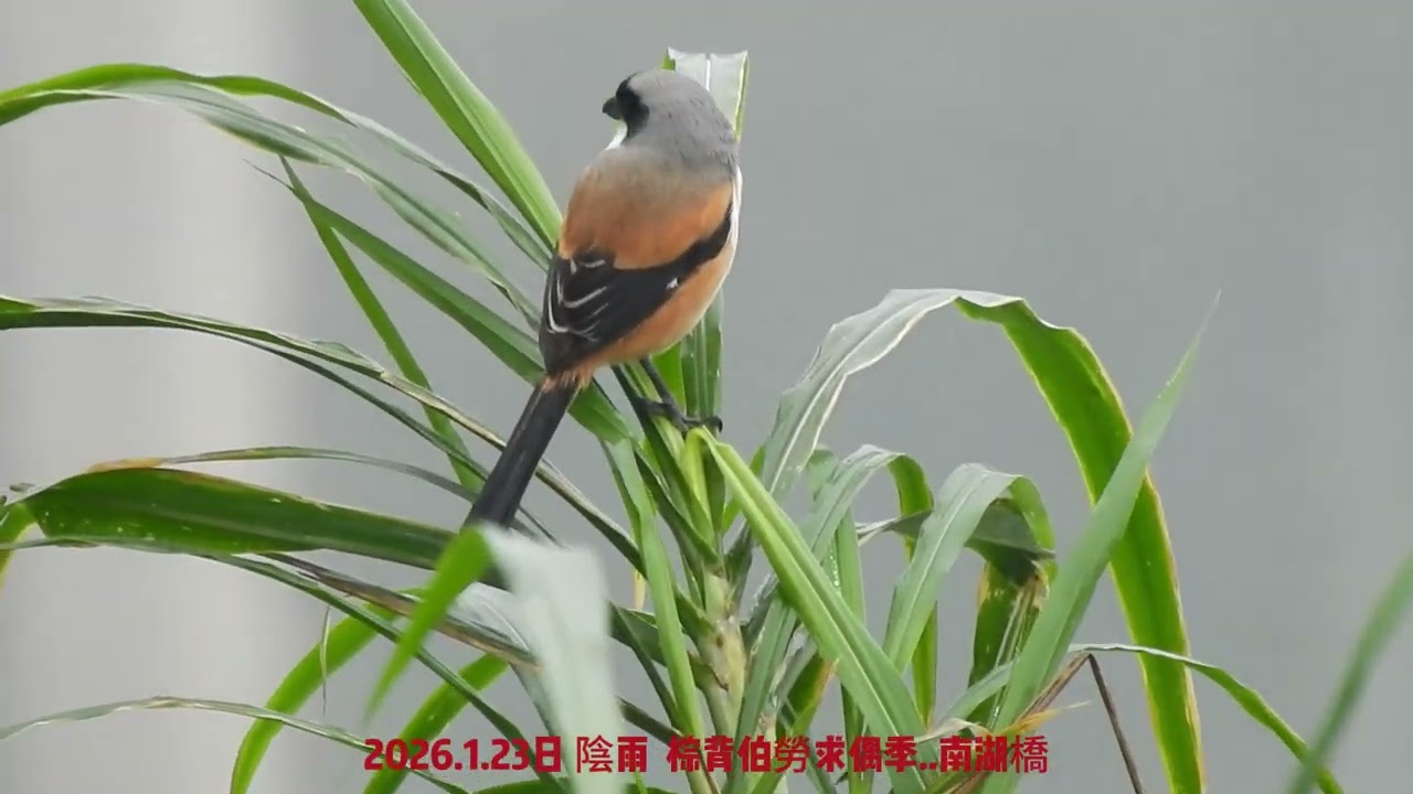 2026.1月23日1 陰雨  棕背伯勞 求偶繁殖季
