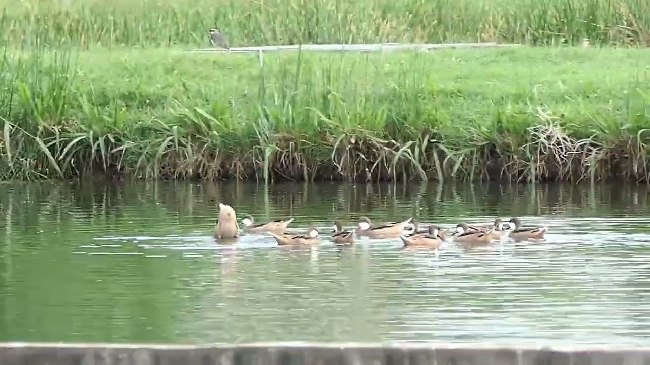 Discover the Beauty of White-cheeked Pintails | Migratory Ducks Spotlight #birds #duck