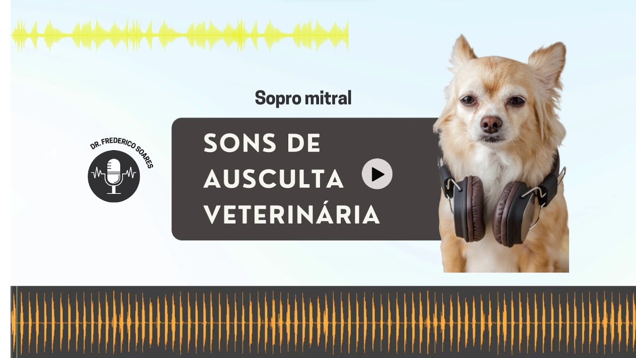Sopro mitral em cães | EP. 4
