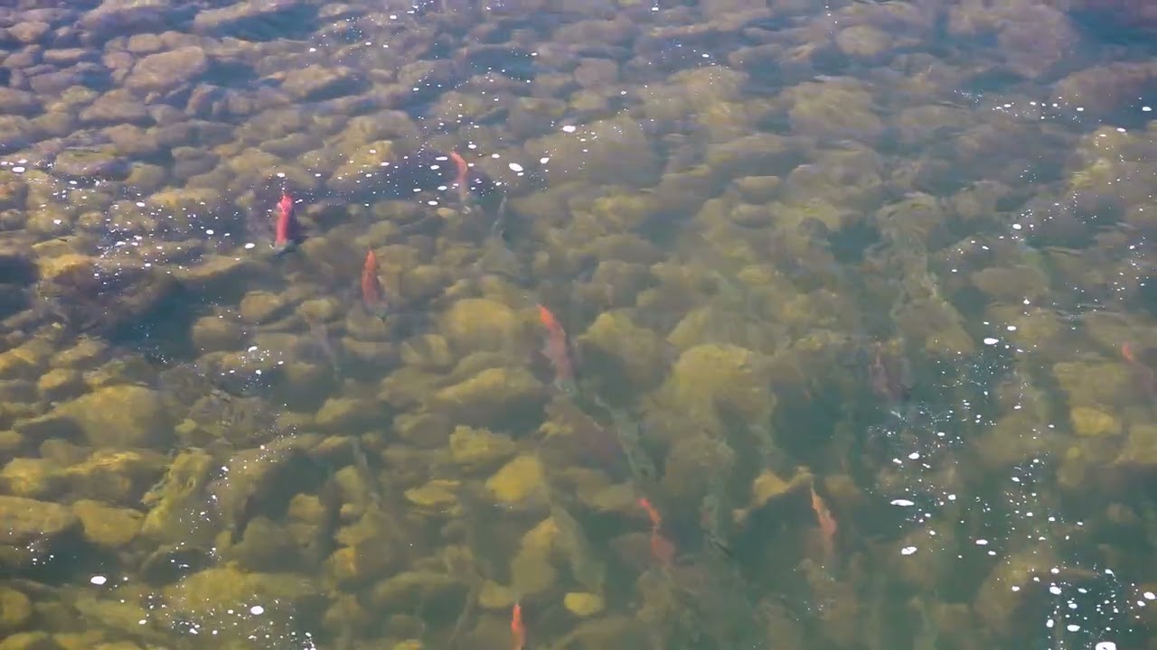 Stock Video - Looking into the Provo River as Kokanee Salmon and Brown Trout spawn
