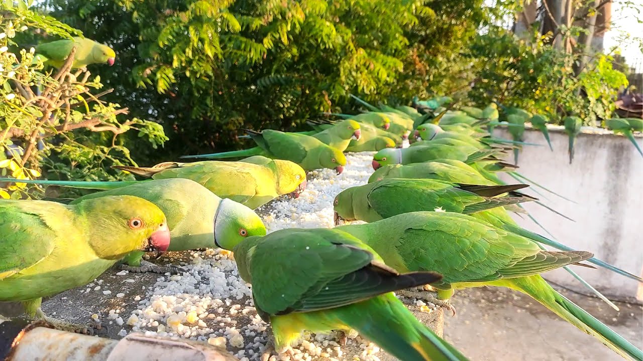 ​Daily Feeding Time: Indian Ringneck Parrot, Squirrel, Pigeons 🐦🐿️🕊️🦚