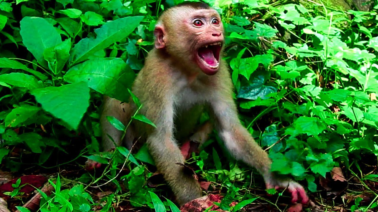 Abandoned Monkey Was Sho=cking And Tri-ed Att-acked Cameraman With His Anger.