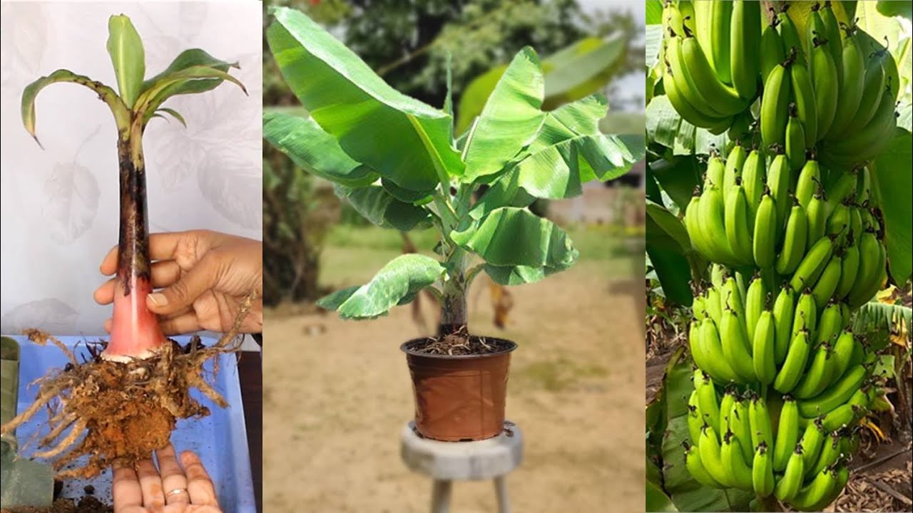 Grow Banana Tree in pot easily | केले का पौधा उगाएं आसानी से