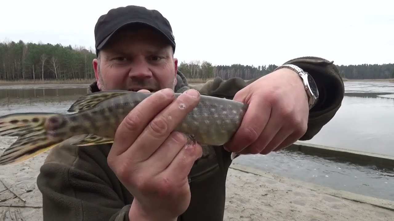 Wiosenne odłowy zimochowów.