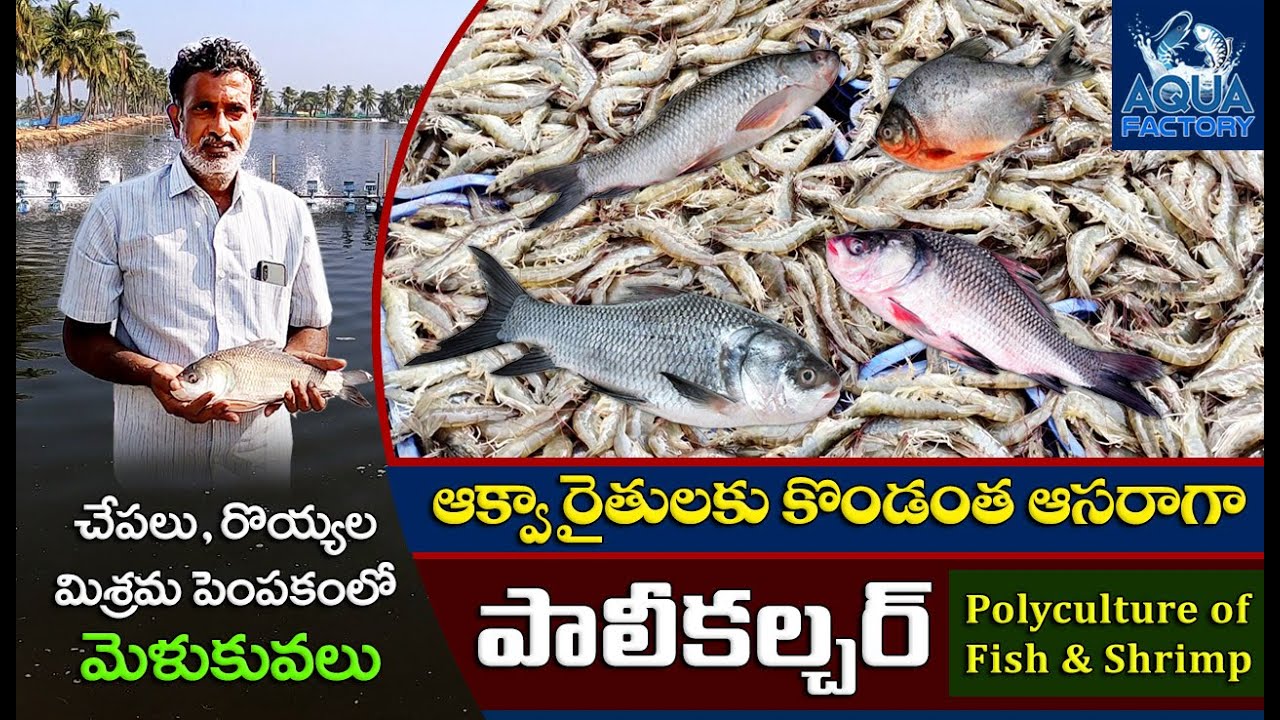 Polyculture of Fish and shrimp | Polyculture Techniques | చేపలు, రొయ్యల మిశ్రమ పెంపకం | Aqua Factory