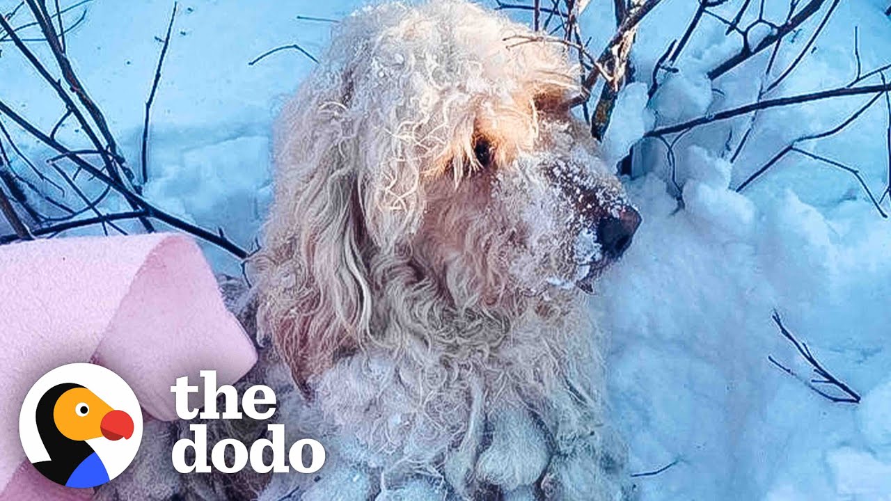 Собака, найденная в морозном снегу, теперь любит лежать у камина | The Dodo