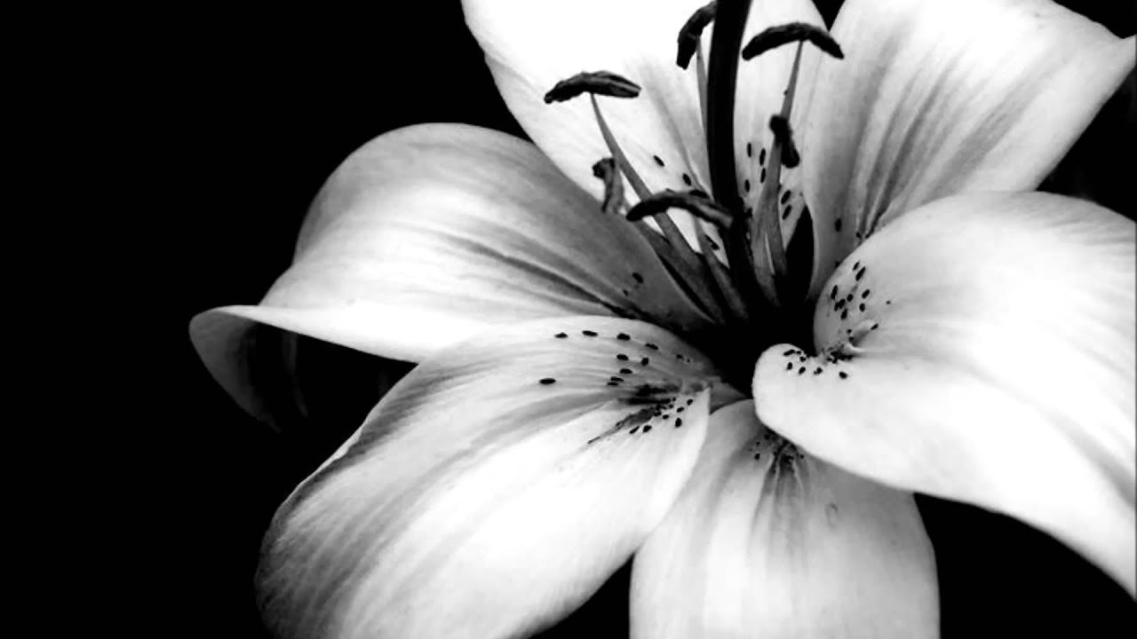 ASP - Spottlied auf die harten Wanderjahre