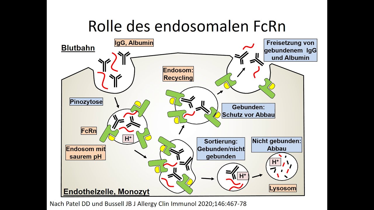 Zellul&auml;re Rezeptoren: Der &bdquo;neonatale&ldquo; Fc-Rezeptor FcRn