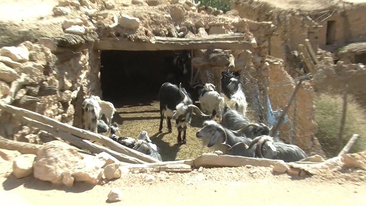 روبورتاج الشروق عن حياة ( سعيدة ) غوفي