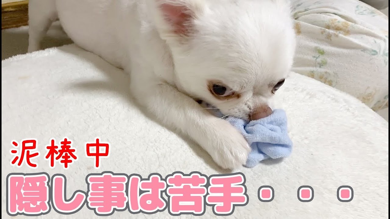 イタズラはいつも尻尾の動きでばれてしまう犬！うっかりチワワのコハク