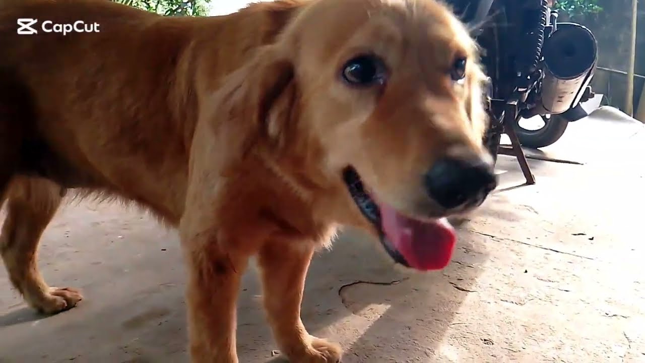 My dog Golden Retriever #dog #goldenretriever  #puppy