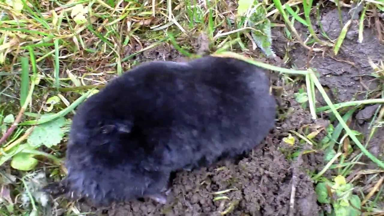 Mole digs for freedom