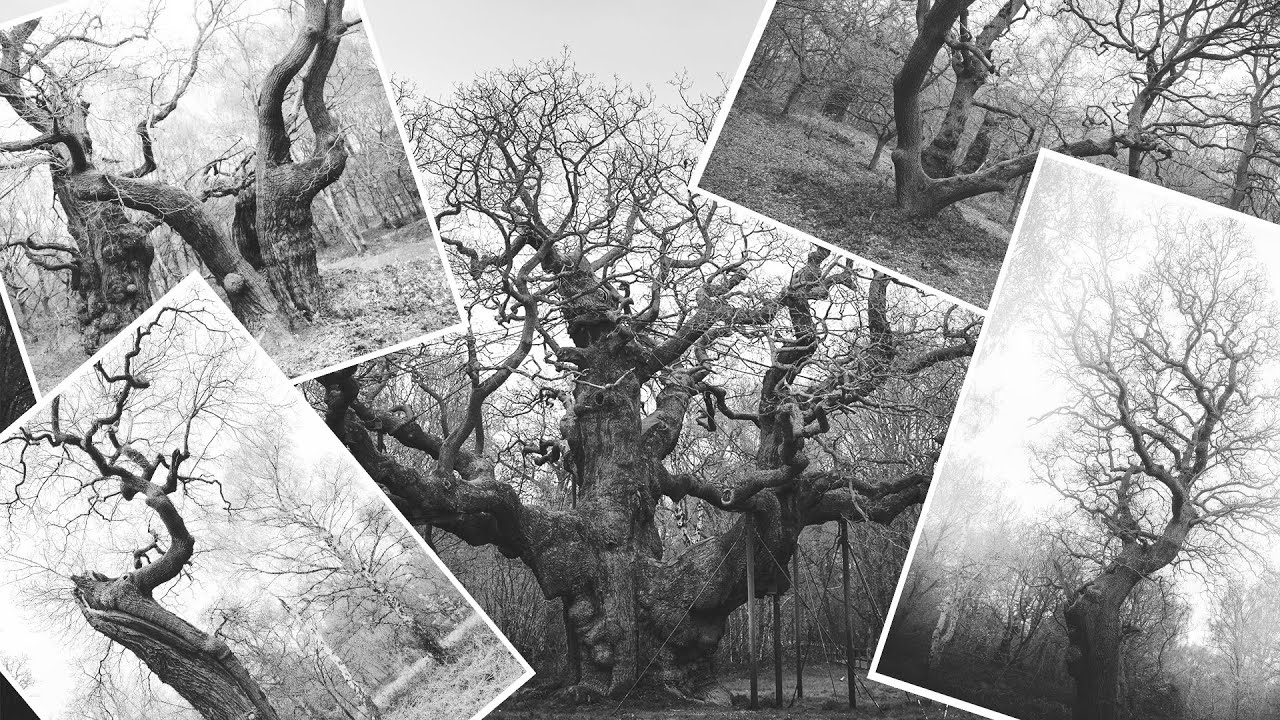Black and White Woodland Photography POV from Sherwood Forest & The Vagina Tree