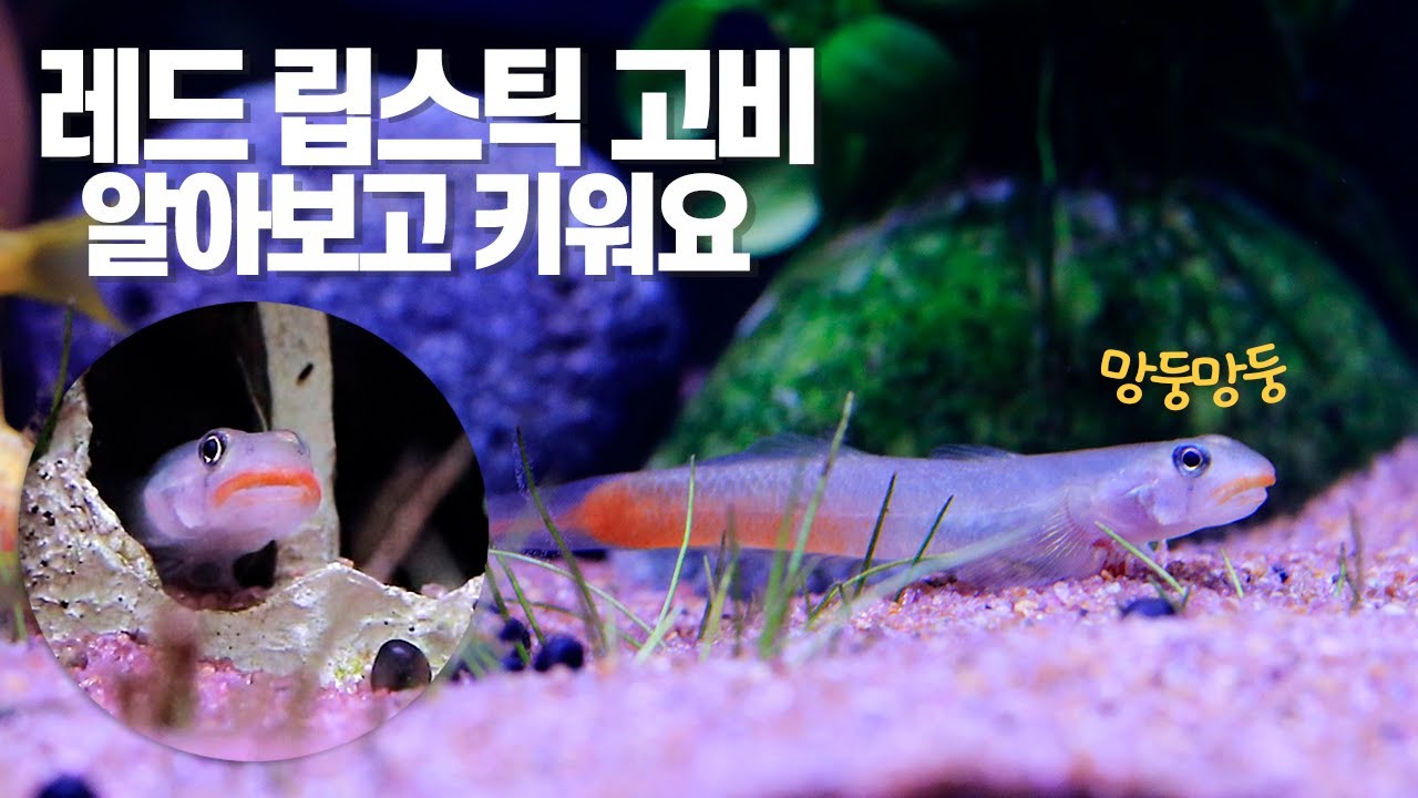 레드 립스틱 고비 키우기 방법ㅣ담수 망둥이(망둥어)ㅣRed Lipstick Sicyopus Gobyㅣ레지나