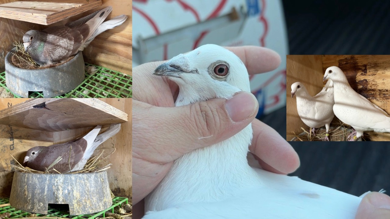 Racing Pigeon Back From OLR | Update on 2026 Breeders