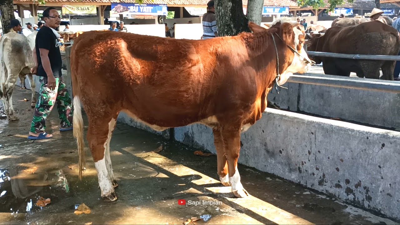 Kumpulan Bakalan Sapi Betina Doro Calon Indukan Super Pilihan Pasar Sapi Ambarketawang Jogja !!