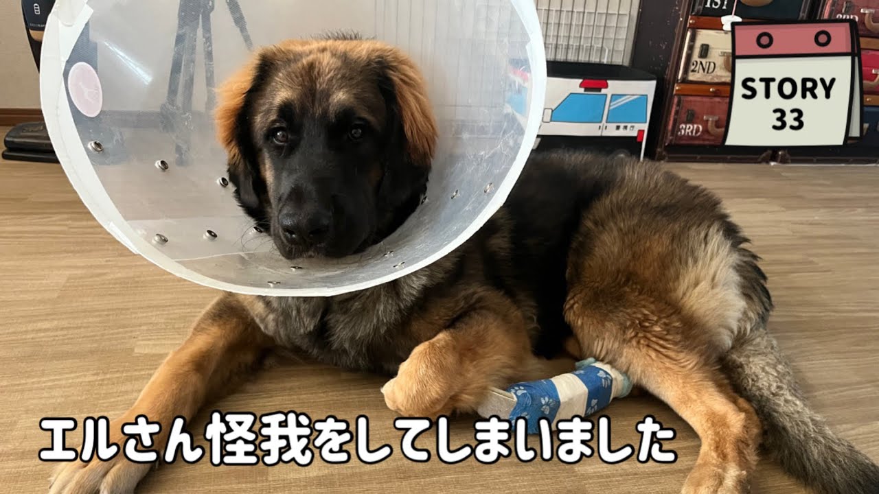 【ななエル物語】急いで病院へ･･･怪我してしまったエルさん