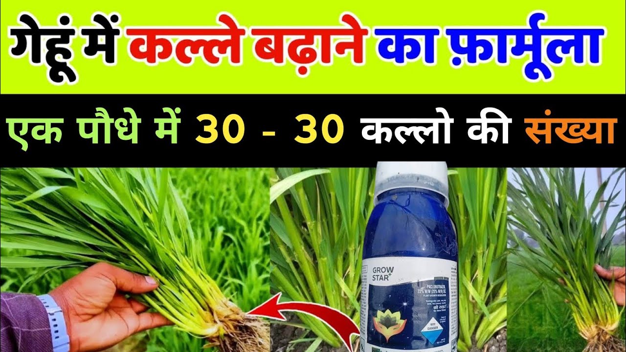 गेहूं में फुटाव,कल्ले और ग्रोथ के लिए बेस्ट फॉर्मूला | gehu me kalle kaise badhae | gehu ki kheti