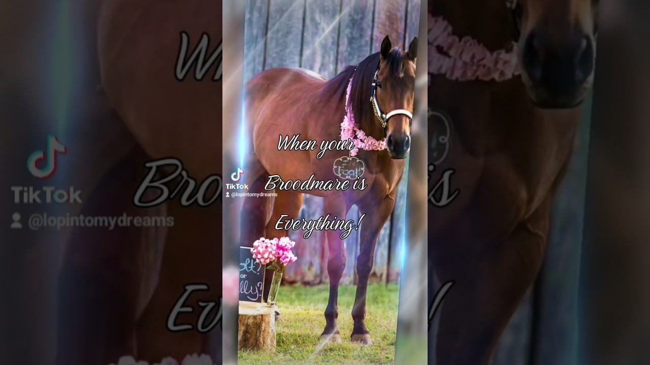 #horse #breeder #breederslife #equine #AQHA #summertime #mare #broodmare