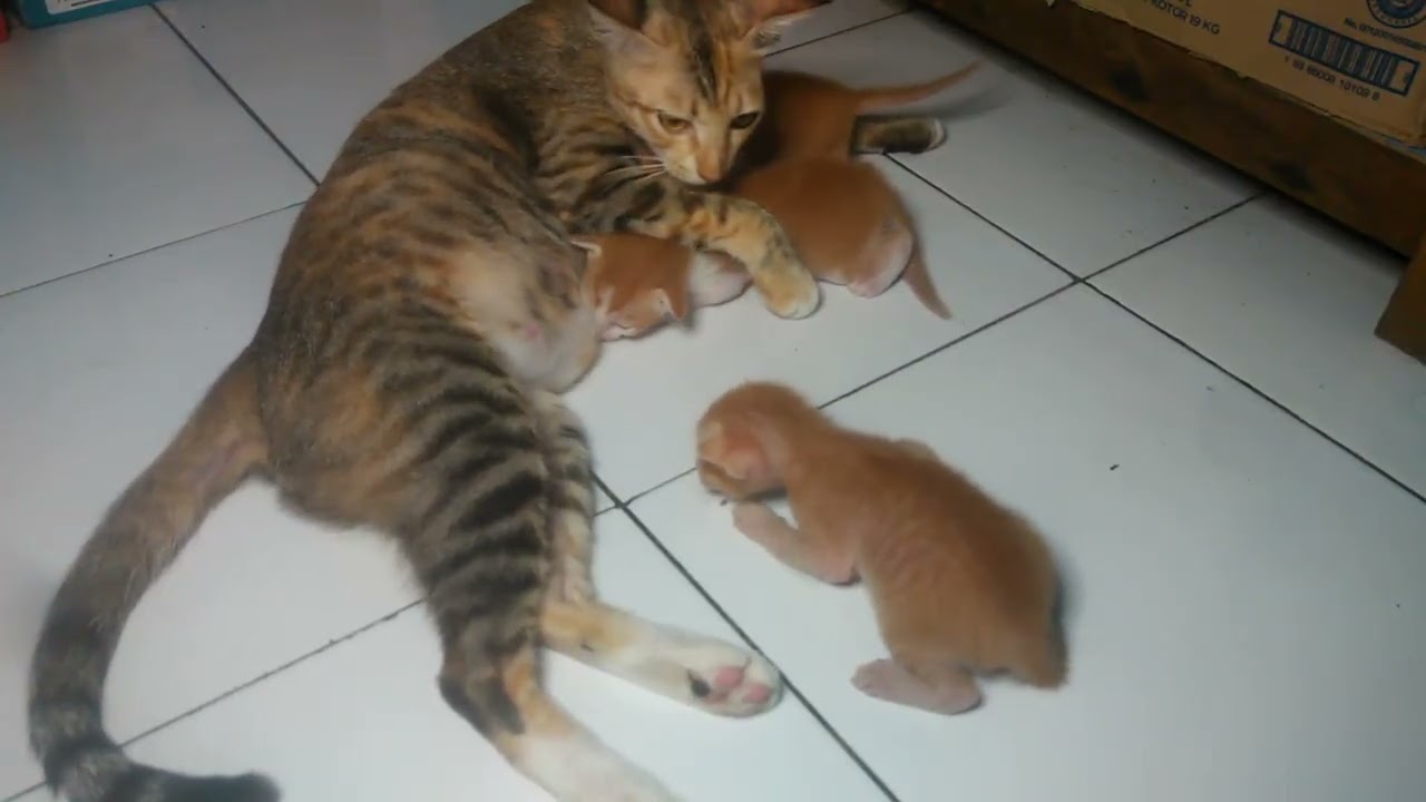 Reaksi Anak Kucing Waktu Pertama Kali Bisa Melihat Induknya