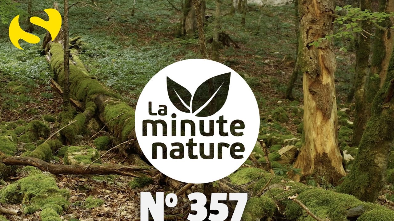 POURQUOI LAISSER DU BOIS MORT EN FORÊT ? (No 357) avec @Partager C'est Sympa