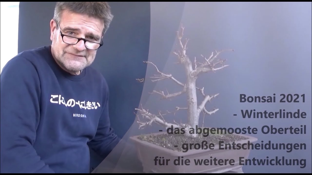 Bonsai 2021-21 - Winterlinde - das Oberteil - große Entscheidungen für die weitere Entwicklung