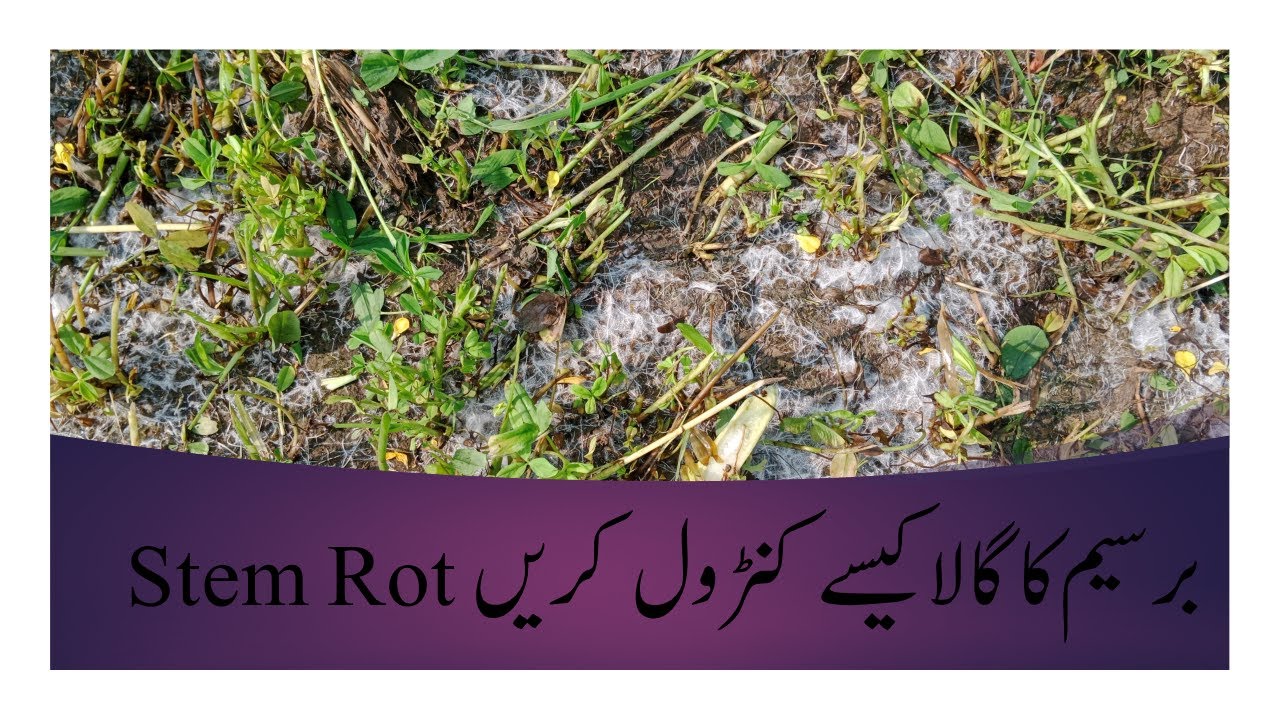How to Control Stem Rot disease of Berseem I Agrisolutions