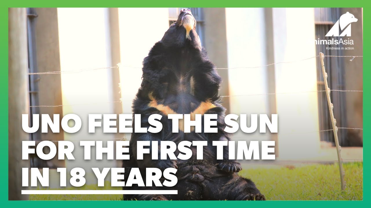 Uno spent 18 years on a bile farm... this is the moment he felt the sun for the first time ever