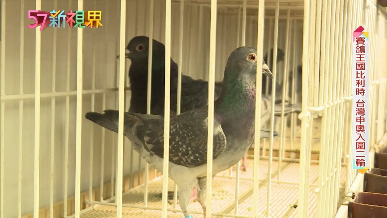 賽鴿風雲揭密！ 台灣申奧信鴿奧林匹克【57新視界】20170225 第02集