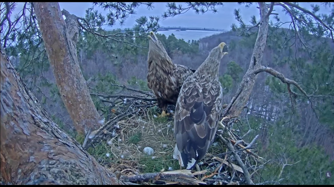 Гнездо орлана-белохвоста (Haliaeetus albicilla) в национальном парке 